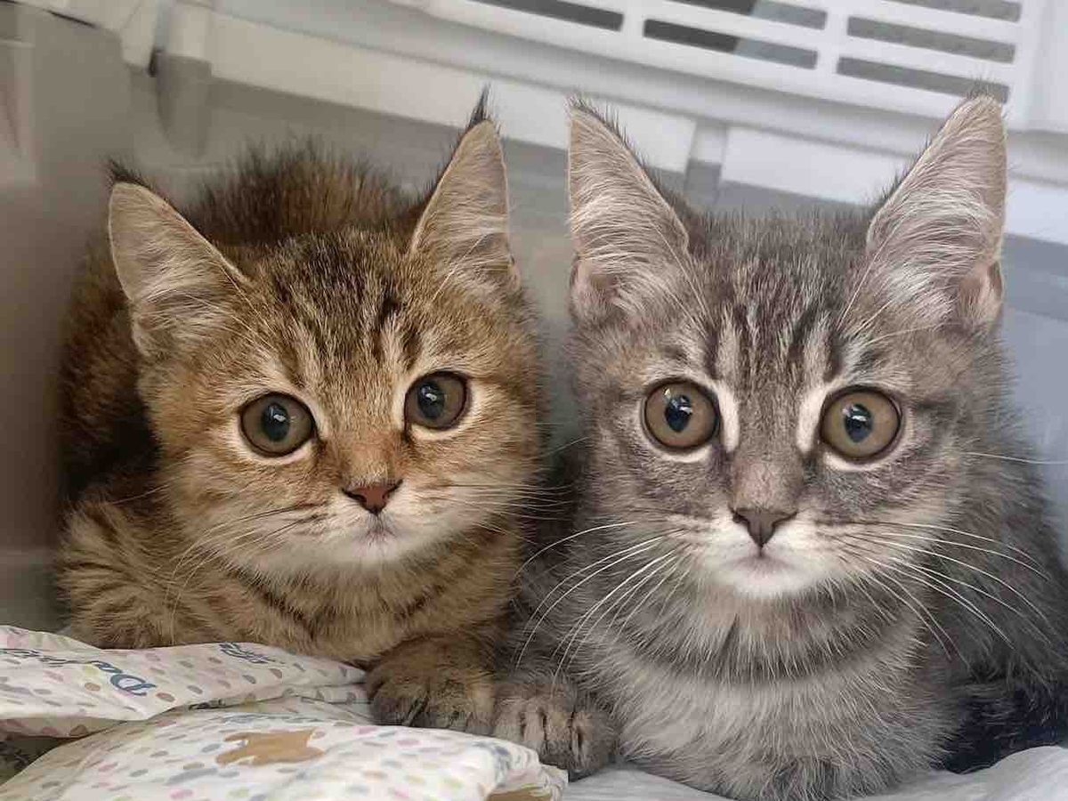 Fundraiser by Emilie Rackovan : Help Bring Kittens to the US!