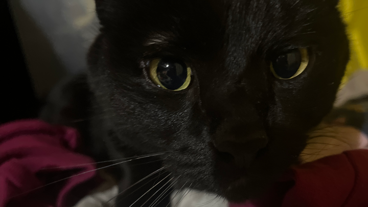 Support Killa's Surgery and Recovery campaign photo, 1 of 3