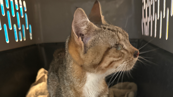 Support Lucky’s Recovery and Vet Bills campaign photo, 1 of 4