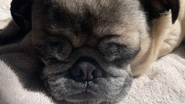 Support for Braswell's Beloved Pug's Surgery campaign photo, 1 of 8