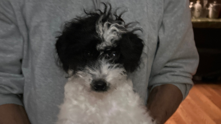 Help Ace Get the Surgery She Needs campaign photo, 1 of 6