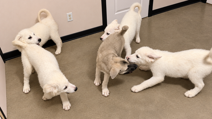 Helping Golden State Great Pyrenees Rescue campaign photo, 1 of 3