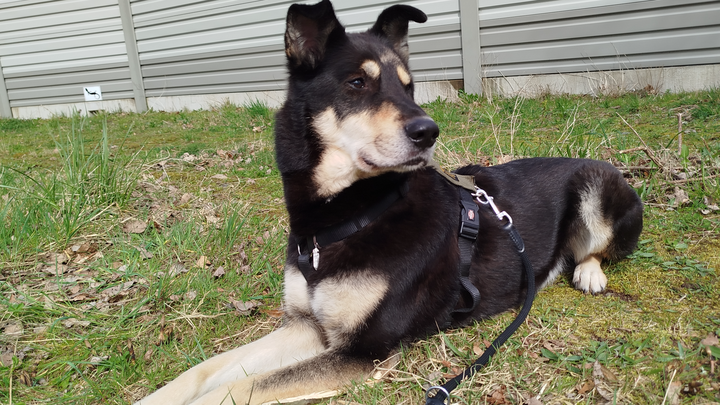 Help me pay medical Bills for Rex campaign photo, 1 of 7