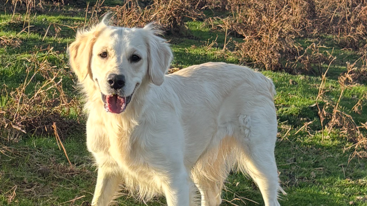 Help Tessa Get Specialist Vet Care She Desperately Needs campaign photo, 1 of 8