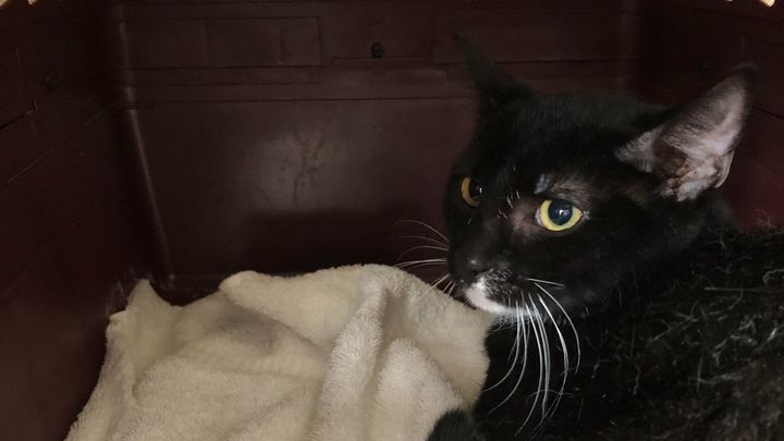 Help Metro Cat Rescue Save Sick Cats campaign photo, 1 of 8