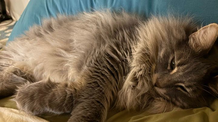 Help cover Apollo's ER Vet treatment campaign photo, 1 of 5