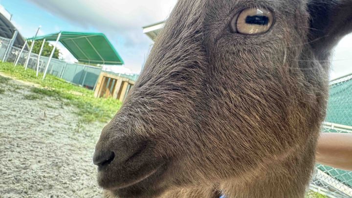 Support Francesca's FFA Goat Breeding Project campaign photo, 1 of 8