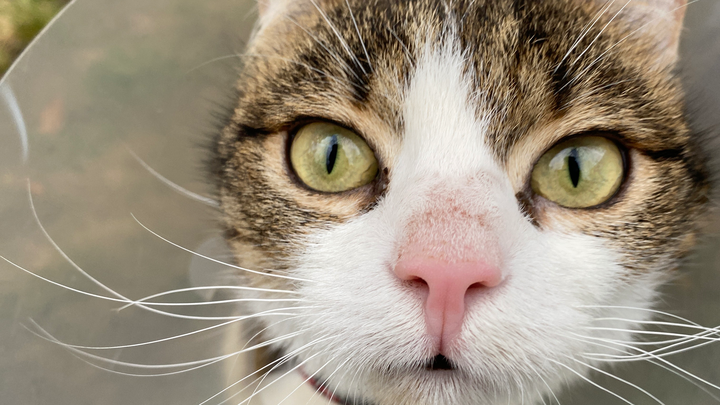 Sheriff: kleiner Kater, großes Leid campaign photo, 1 of 8