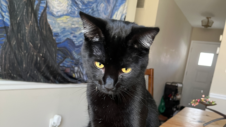 Save Subaru! Young cat in need of life saving surgery! campaign photo, 1 of 6