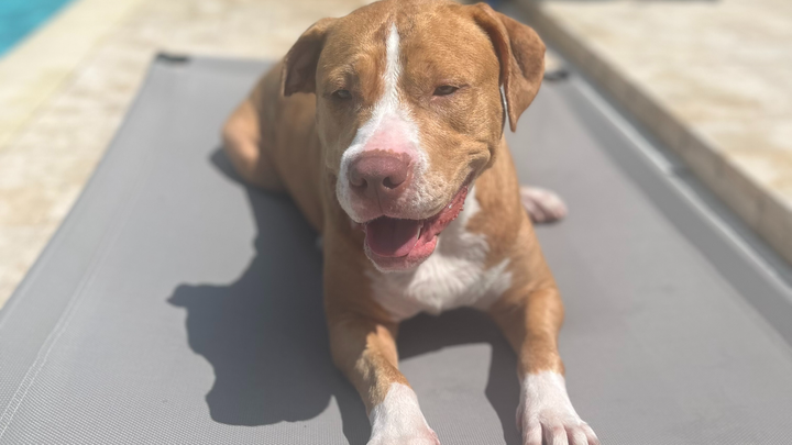 Fundraiser by Tarah Keiser : Help Roxy Run Again: Surgery for Our ...