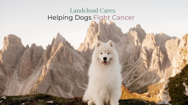 Cancer care for dogs in need campaign photo, 1 of 3