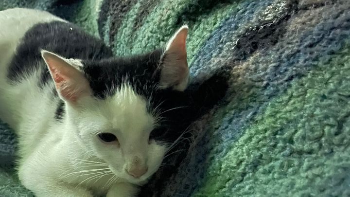 Support Melissa's Mission for Penn Yan Cats campaign photo, 1 of 3