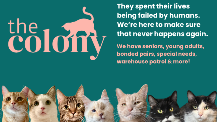 Support Colony Cat Advocates' Vital Work campaign photo, 1 of 3
