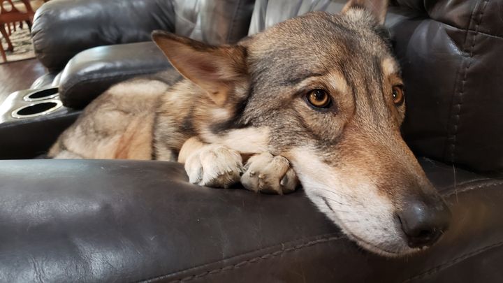 Help Nova keep his leg campaign photo, 1 of 2