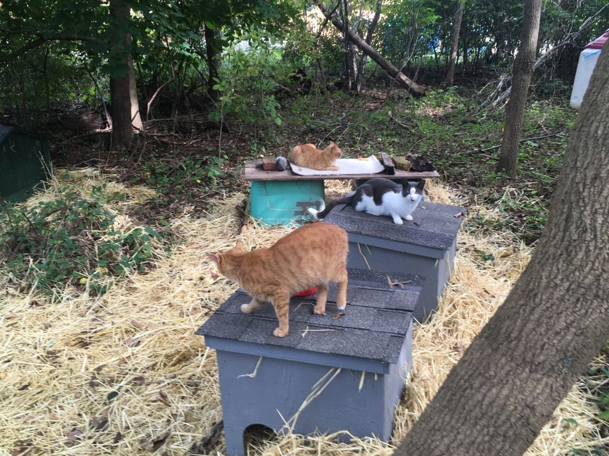 Fundraiser by John Feddersen : Feral Cat Colonies, now mostly senior cats