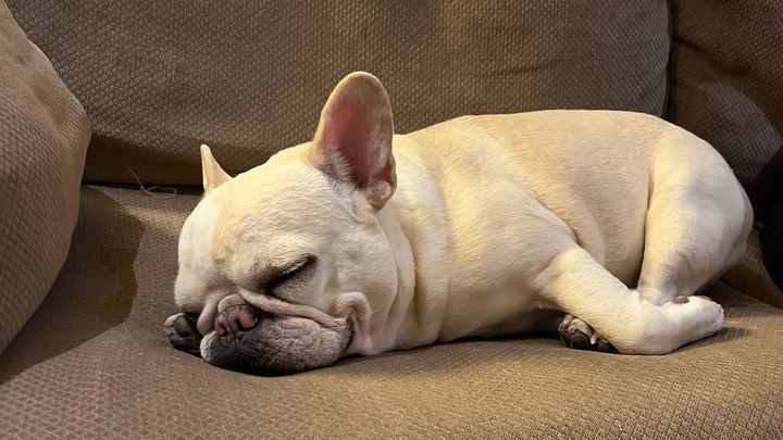 Lend a Paw: Help Stitch with Medical Expenses campaign photo, 1 of 7