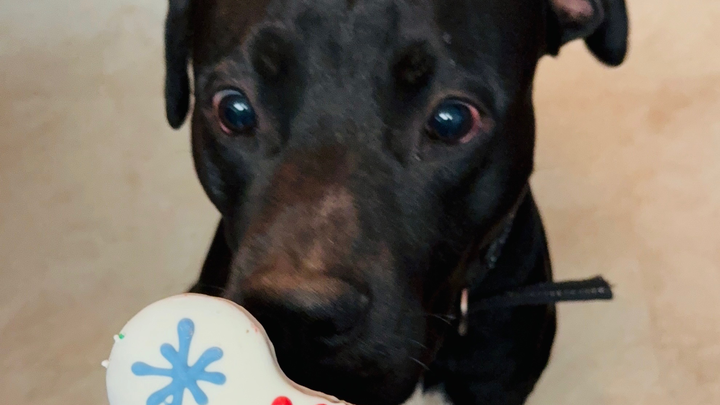 Help Lucky Get Surgery to Save His Leg campaign photo, 1 of 8