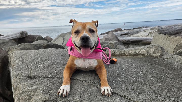 Support Ruby’s Vet Visit for Allergy Relief campaign photo, 1 of 8