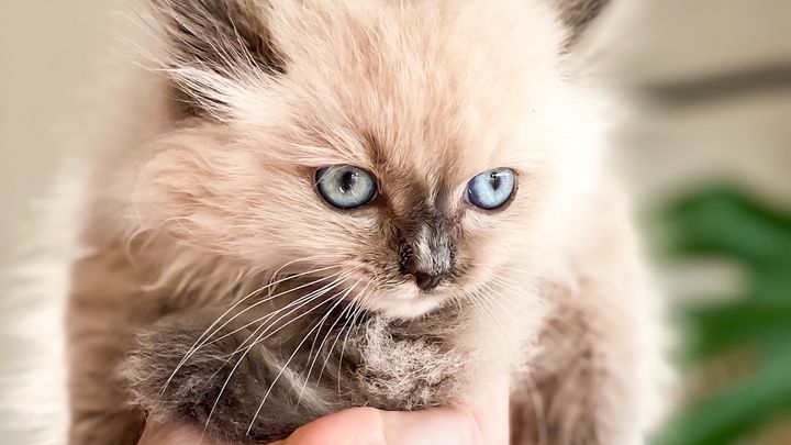 Kitten beans clearance