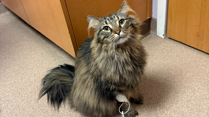 Help Enzo Fight Feline Urinary Obstruction campaign photo, 1 of 8