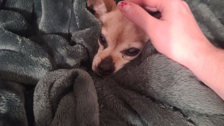 Saving Blanket: Urgent Vet Care Needed campaign photo, 1 of 6