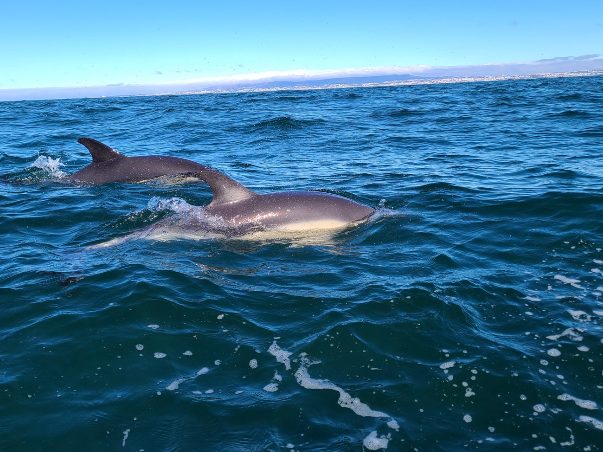 Kids at sea! Let's take kids to watch marine life campaign photo, 1 of 6
