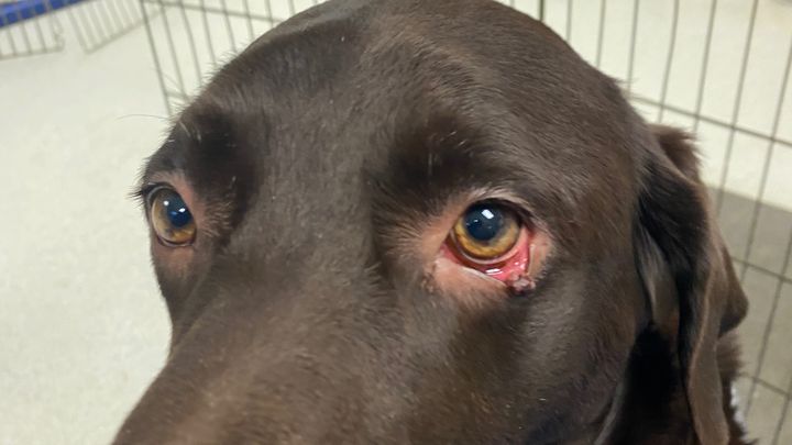 Save Baby after tragic poisoning after already losing Stan campaign photo, 1 of 8