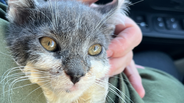 Donate to Save Little Tipsy's Life campaign photo, 1 of 7