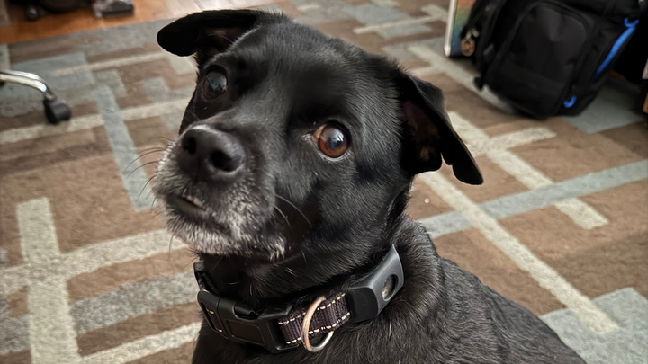 Donate to Save Drax's Life campaign photo, 1 of 7