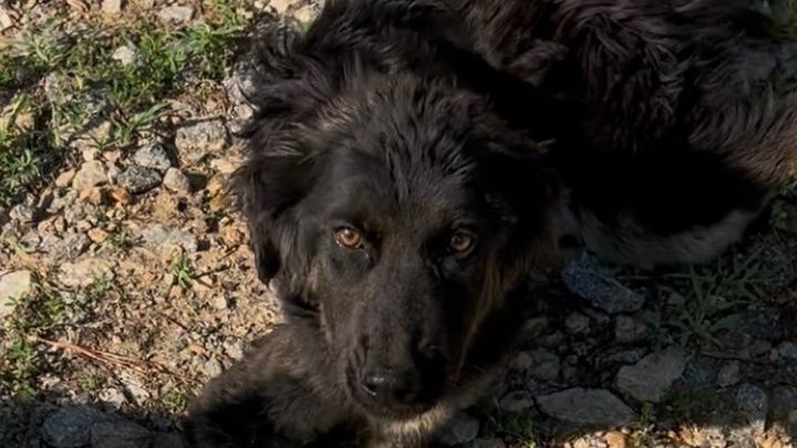 Help Save the Sweet River Dog Who Needs a Blood Transfusion