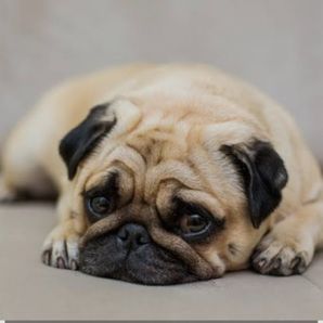 Rescatando perritos y gatos