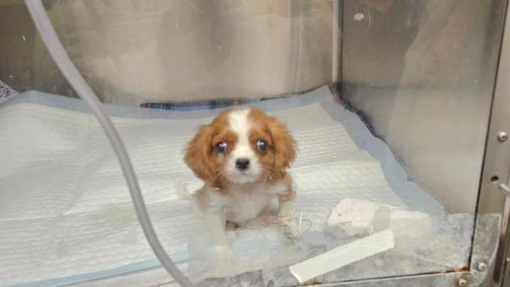 Give Louie a Chance: Donate for ICU Care campaign photo, 1 of 5