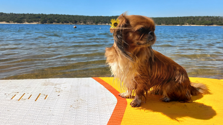 Ajuda para salvar minha Chewbacca! campaign photo, 1 of 7