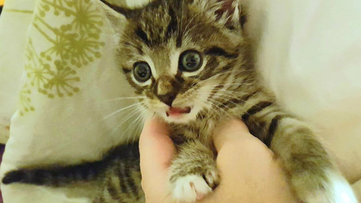 Dringende Hilfe für ausgesetzte, kranke Katzen in Umbrien campaign photo, 1 of 8
