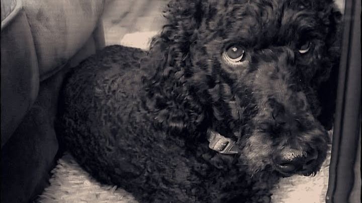 fundraiser-by-ashlie-pinkerton-bell-needs-knee-surgery