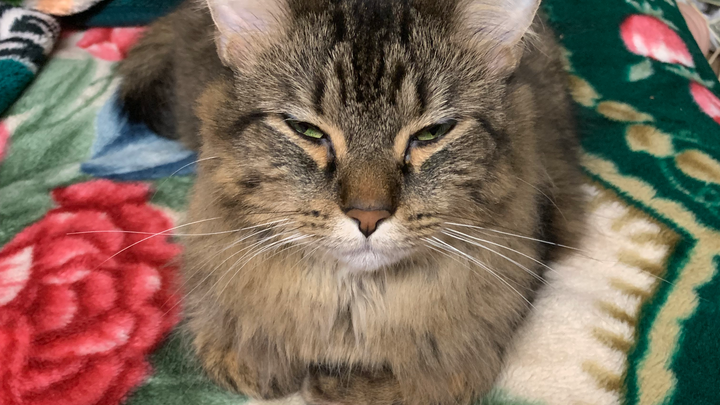 Help My Cat Feel Better campaign photo, 1 of 7