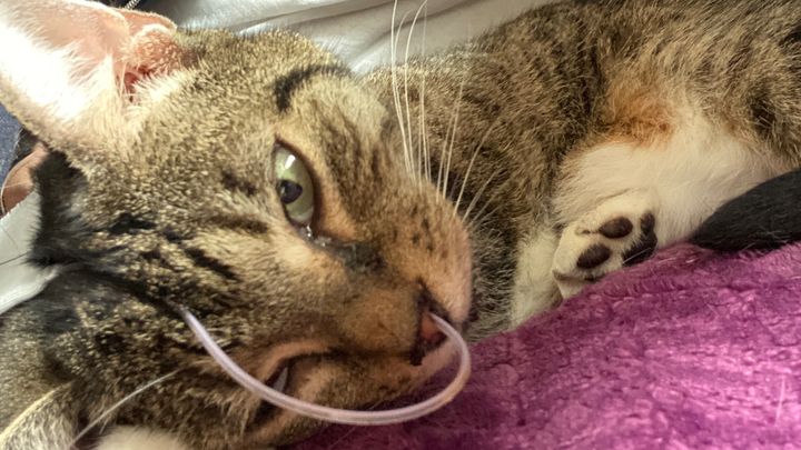 Help Meadow's Recovery Costs campaign photo, 1 of 3
