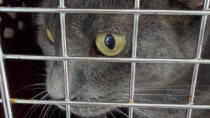 Help Metro Cat Rescue Save Sick Cats campaign photo, 1 of 8