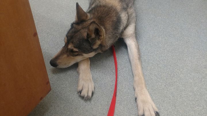 Main fundraiser photo