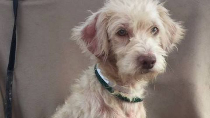 Shaggy dog rescue hot sale
