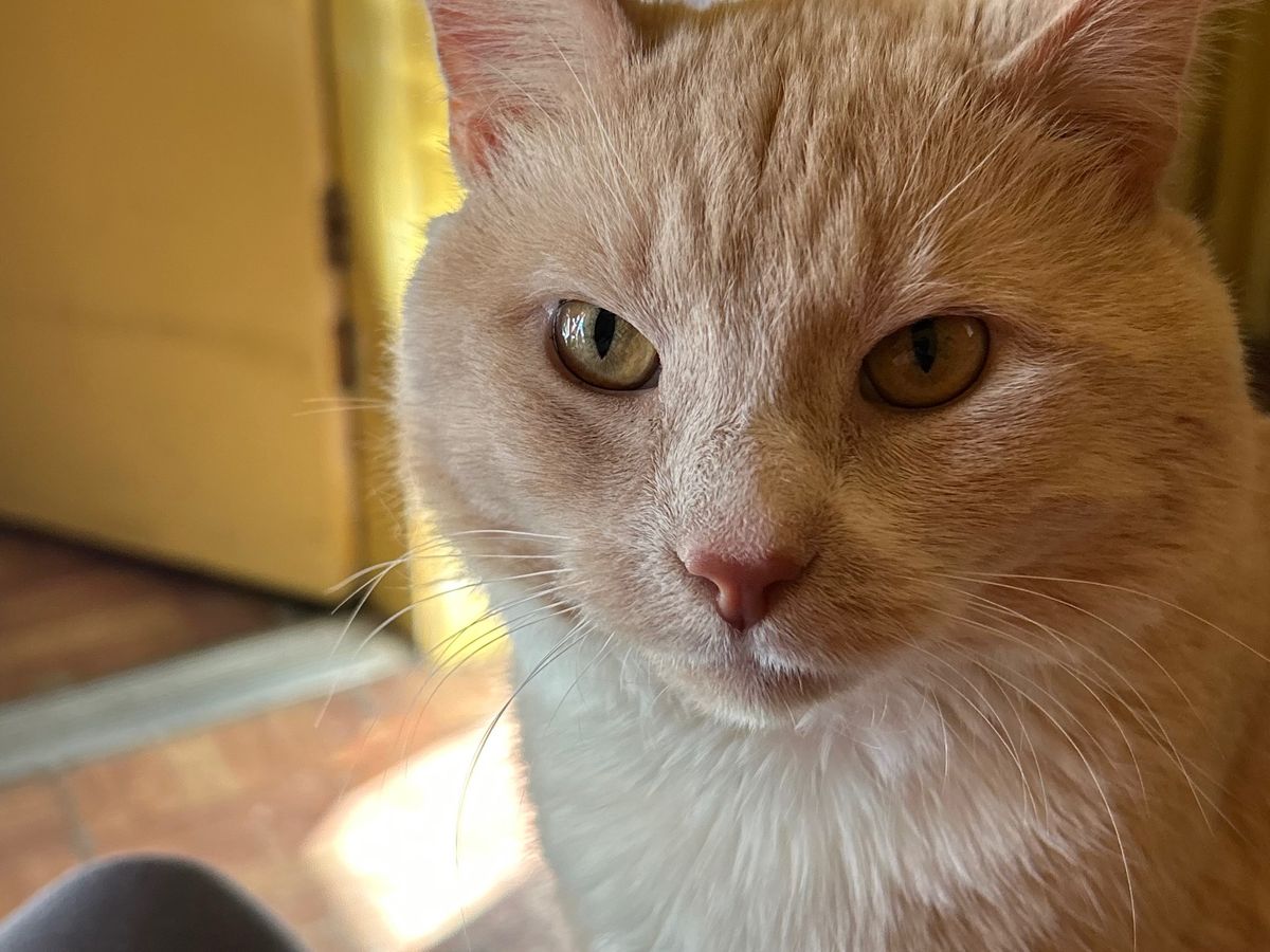 Help Boo-Boo Get Lifesaving Surgery campaign photo, 1 of 8
