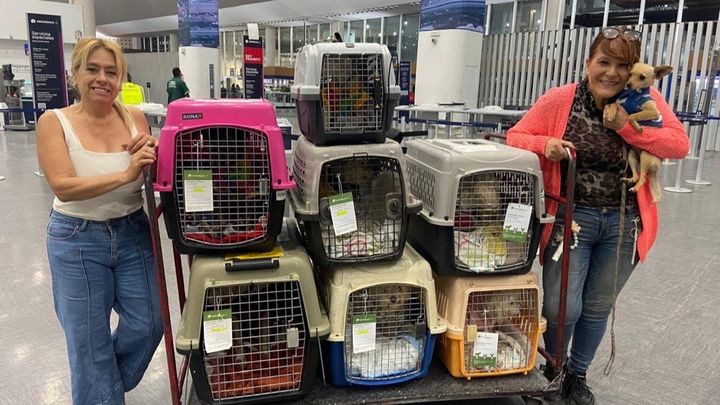 Hero in Need: Temporary support to care for her rescue dogs campaign photo, 1 of 4