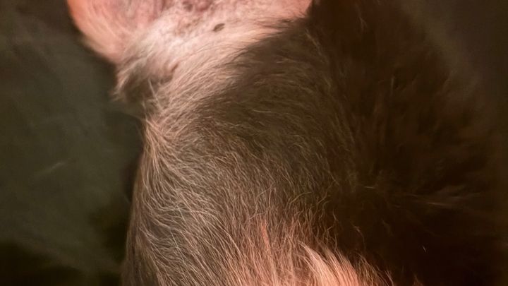 Help Tito Get Life-Saving Surgery campaign photo, 1 of 6