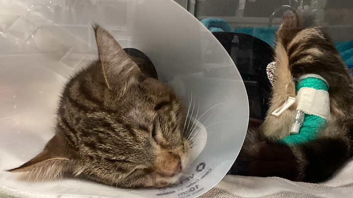 Donate to Amy’s Emergency Veterinary Bill campaign photo, 1 of 6