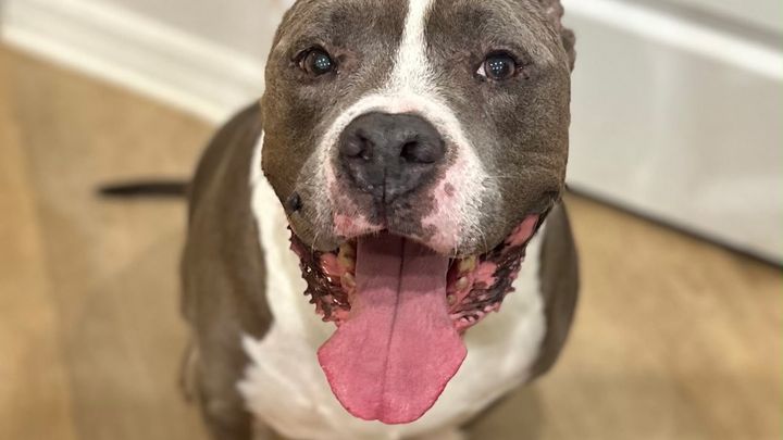 Urgent Help Needed for Toby’s Veterinary Care campaign photo, 1 of 6