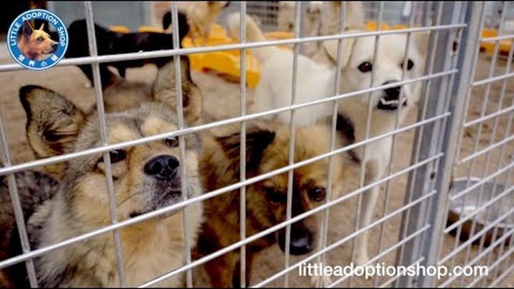 2022 Dog Shelter Rent - Little Adoption Shop video thumbnail, 1 of 2