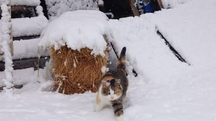 Winter Shelter Fundraiser for Community Cats! campaign photo, 1 of 3