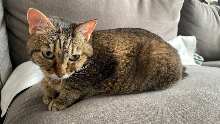 Help Luna Get Her X-Rays and Eye Scans campaign photo, 1 of 6