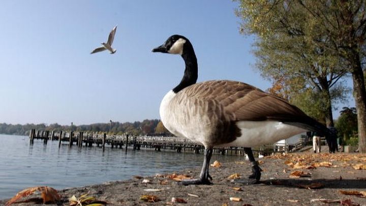 Help Goose After Years of Service campaign photo, 1 of 4