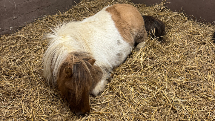 Help Save Our Beloved Shetland Ted campaign photo, 1 of 7